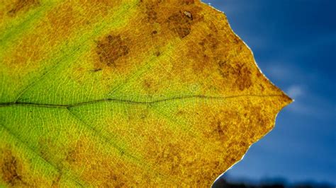Autumn Leaf Macro Stock Photo Image Of Golden Natural 29861176