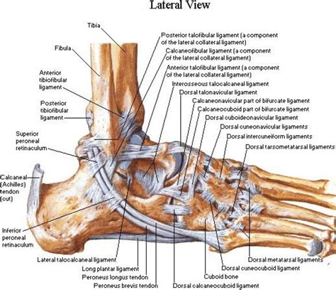 Lateral Aspect Of The Ankle Ligaments Netter Pt Stuff Pinterest