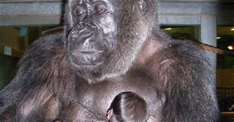 Gorilla On Human Fertility Drug Gives Birth