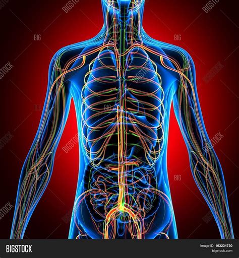 ✓ free for commercial use ✓ high quality images. 3D Illustration Human Body Nervous Image & Photo | Bigstock