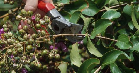 Time To Remove Dried Crepe Myrtle Seed Pods