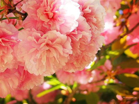 For Fran Pink Carnations Nature Flowers HD Wallpaper Pxfuel