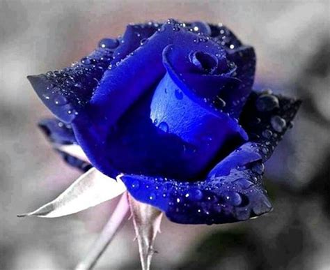 Pin By Dulcirene Caires On Baby Its Blue Blue Roses Beautiful Roses