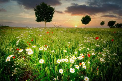 Prado De Flores Silvestres Foto Gratis En Pixabay