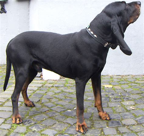 Black And Tan Coonhound Dog Characteristics Origin