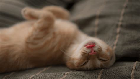 Do Cats Sleep With Their Eyes Open Iflscience