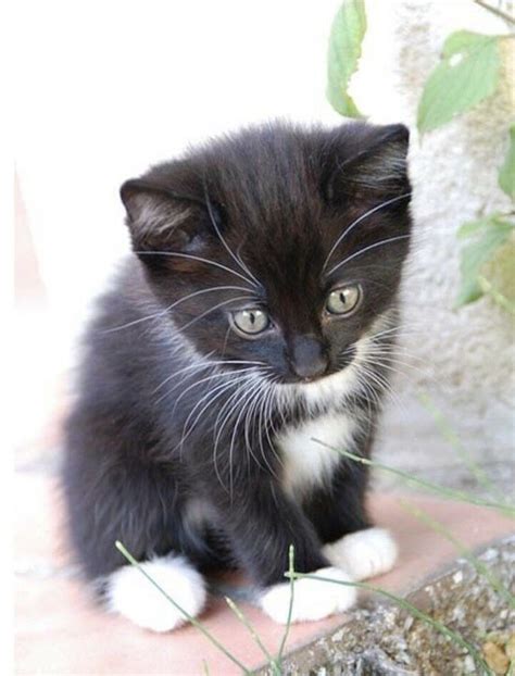 Tuxedo Siamese Cat British Shorthair