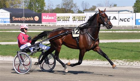Pin By Debora Naylor On Horses And Harness Racing Standardbred Horse