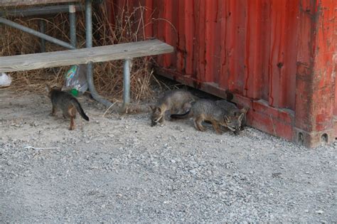 Gray Foxes Seen Around The Bay Area