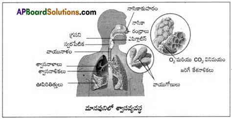 AP 10th Class Biology Model Paper Set 6 With Solutions In Telugu AP