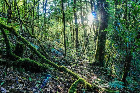 Inside Forest Photography · Free Stock Photo