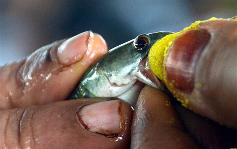 Indians Swallow Fish Filled With Medicine To Cure Asthma Pictures
