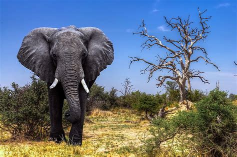 Hd Wallpaper Africa Elephant Safari Botswana The Okavango Delta