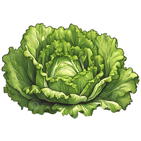 Lettuce Concept Art Lettuce Clipart Cartoon Lettuce Lettuce Cartoon
