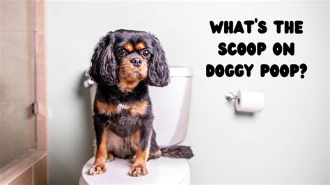 What Does Healthy Dog Poop Look Like