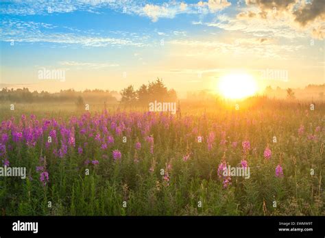 Rural Landscape With The Sunrise And Blossoming Meadow Stock Photo Alamy