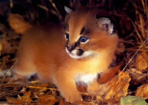 Kathryns Wild Animals Life Cycle Of Caracal Cubs