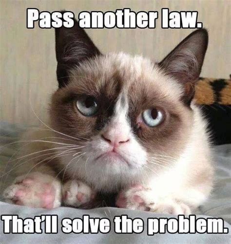 40 Funny Grumpy Cat Memes Funny Grumpy Cat Memes Grumpy Cat Humor