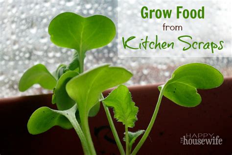 Grow Food From Kitchen Scraps The Happy Housewife