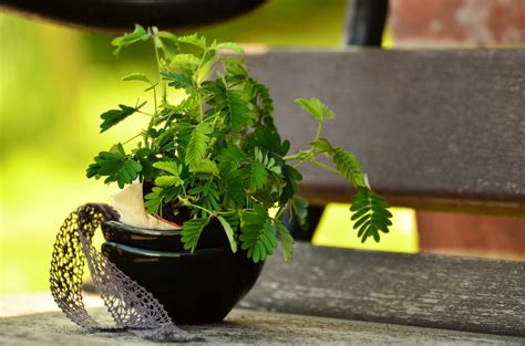Sensitive Plant Care Growing The Mimosa Pudica Purple