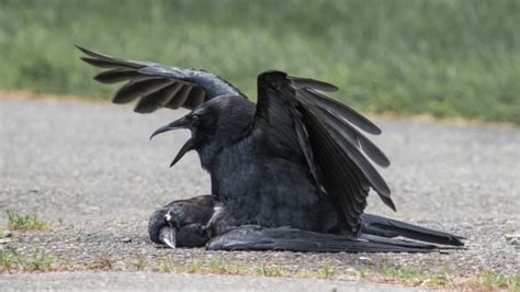ne crow philia why crows sometimes fornicate with the dead cbc radio
