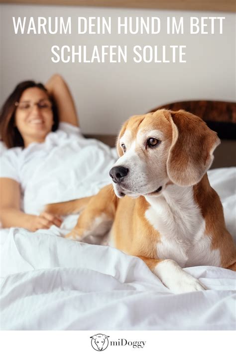 Hier erfahrt Ihr warum Euer Hund mit Euch im Bett schlafen sollte Produkttest | Hunde, Hund ...