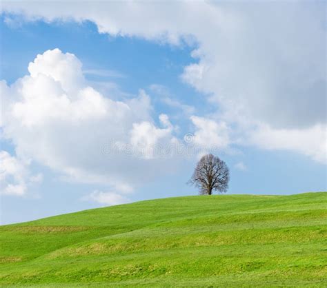 Lonely Tree On Green Hill Blue Sky And White Clouds Stock Photo