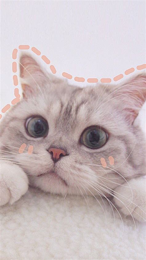 Cute Aesthetic Cat Wallpaper For Laptop Imagesee