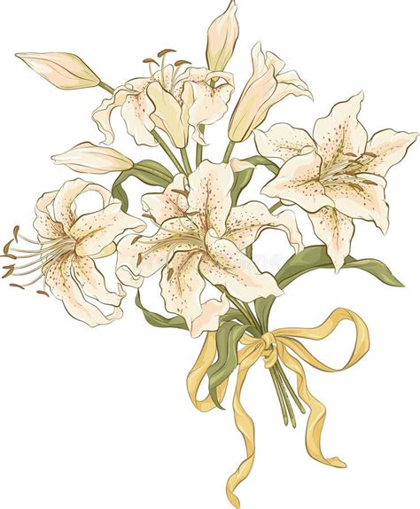 Bunch Of Lilies Stock Illustration Image Of Drawing 37852959