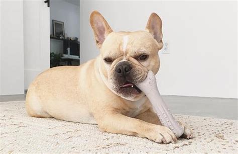 Just make sure nothing looks untoward. Fascinating Facts About The French Bulldog Teeth ...