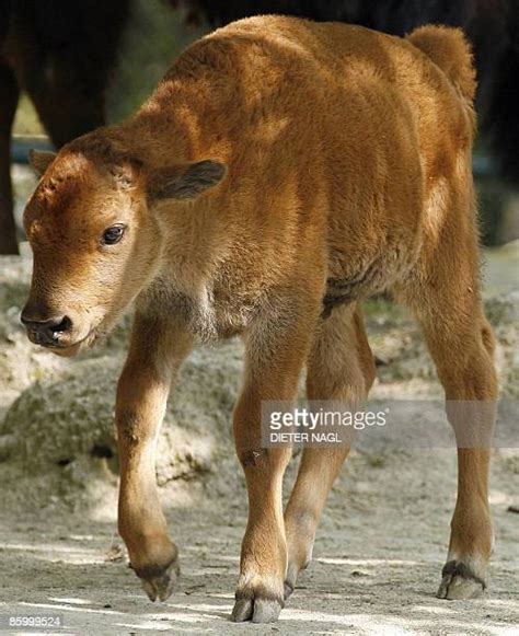 Zoo Schoenbrunn Photos And Premium High Res Pictures Getty Images