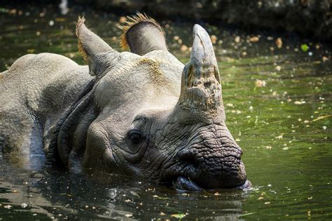 Indian Rhinoceros Animal Mammal Free Photo On Pixabay Pixabay