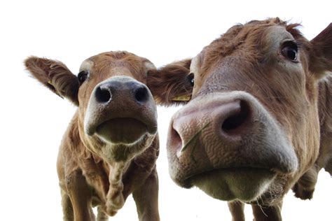 Two Brown Cows Animals Cow Hd Wallpaper Wallpaper Flare