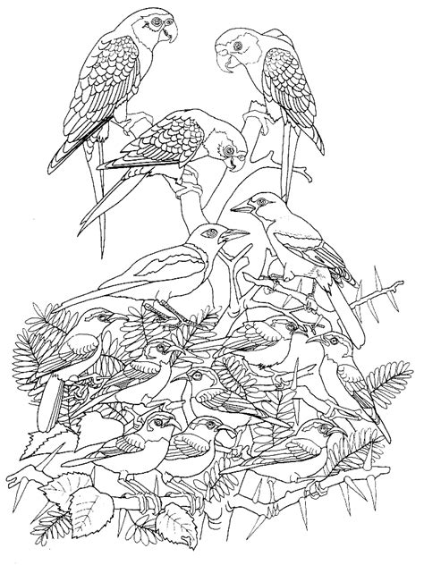 Heureusement, il y a jasmine, léon et les elfes. 119 dessins de coloriage oiseau à imprimer sur LaGuerche ...