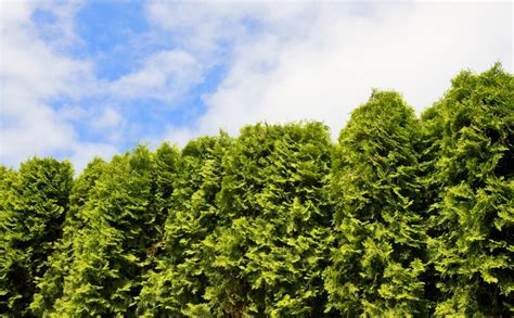 What You Need To Know About The Emerald Green Arborvitae Home Design