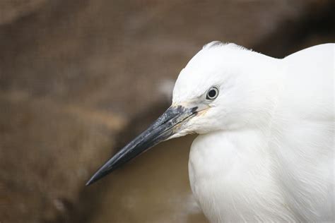 White Long Beak Bird Free Image Peakpx
