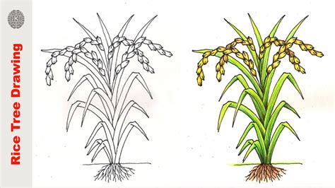 How To Draw A Rice Tree Paddy Tree Drawing Easy Step By Step Draw