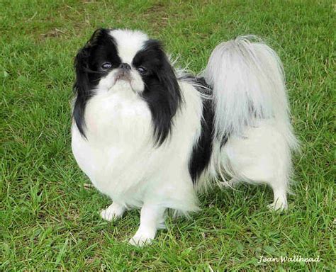 Japanese Chin Puppies Rare Breed For Sale Adoption From Manila