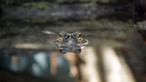American Alligator · Tennessee Aquarium