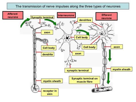 Transmission Of Nerve Impulses Human Anatomy And Physiology Human