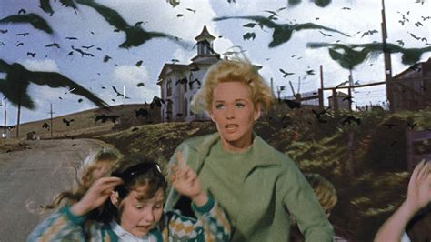 the birds a must see on the oriental theatre s screen shepherd express