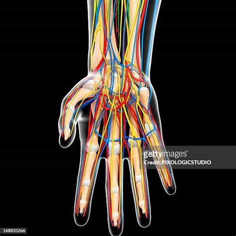 Finger Lymph Vessels Photos And Premium High Res Pictures Getty Images