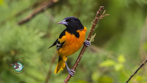 Gcbos Bird Of The Month March 2019