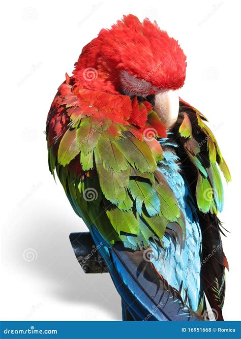 Beautiful Bright Colored Macaw Parrot Sleeping Stock Photo Image Of