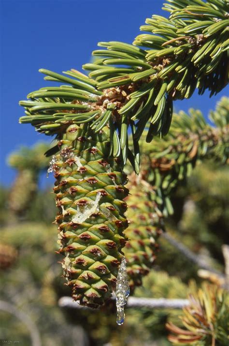 Bristlecone Pine Cone Photograph By Soli Deo Gloria Wilderness And