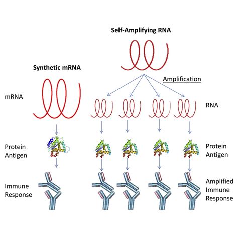 Brosh compared the mrna vaccine to traditional vaccines, such as those for influenza, which use an inactivated virus that was destroyed by heat or chemicals to elicit an immune response without infecting the recipient. Self-Amplifying RNA Vaccines Give Equivalent Protection ...