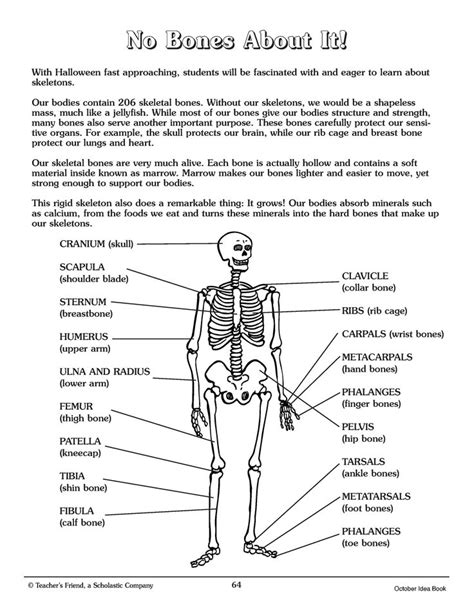 Skeleton Reference Guide And More Printables From Scholastic Human