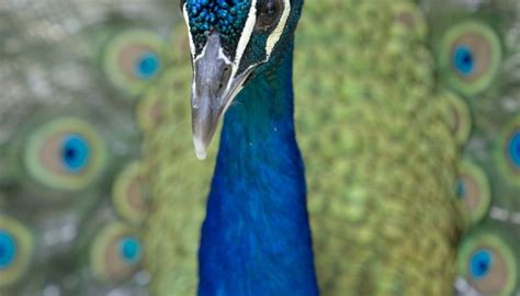 What Are The Colors In A Peacocks Feathers Sciencing