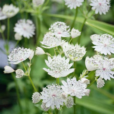 Astrantia Sparkling Stars Colleciton 2 Ltr Dispatches From 12th June