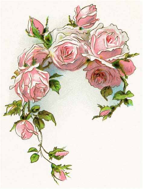 Old Fashioned Rose Clipart 20 Free Cliparts Download Images On